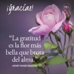 reflexiones para la gratitud y alegría